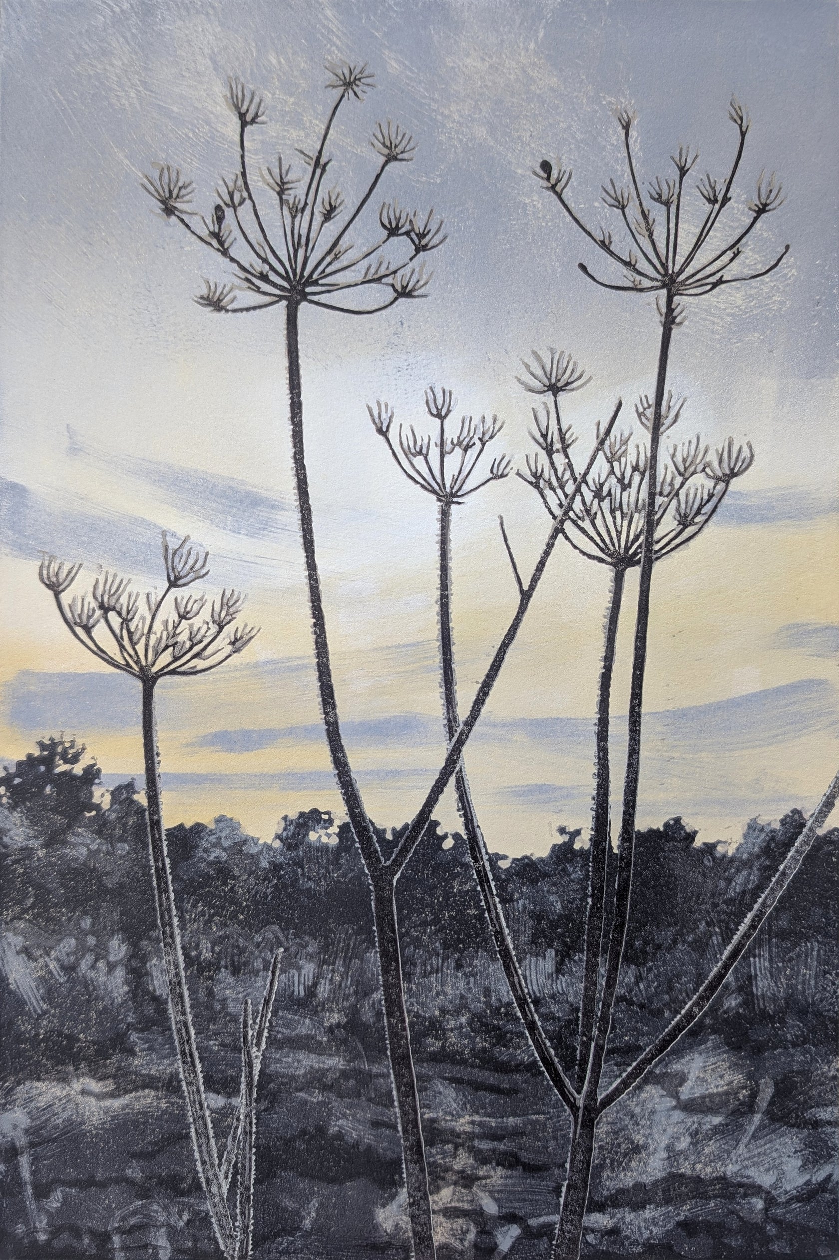Cow Parsley Frost