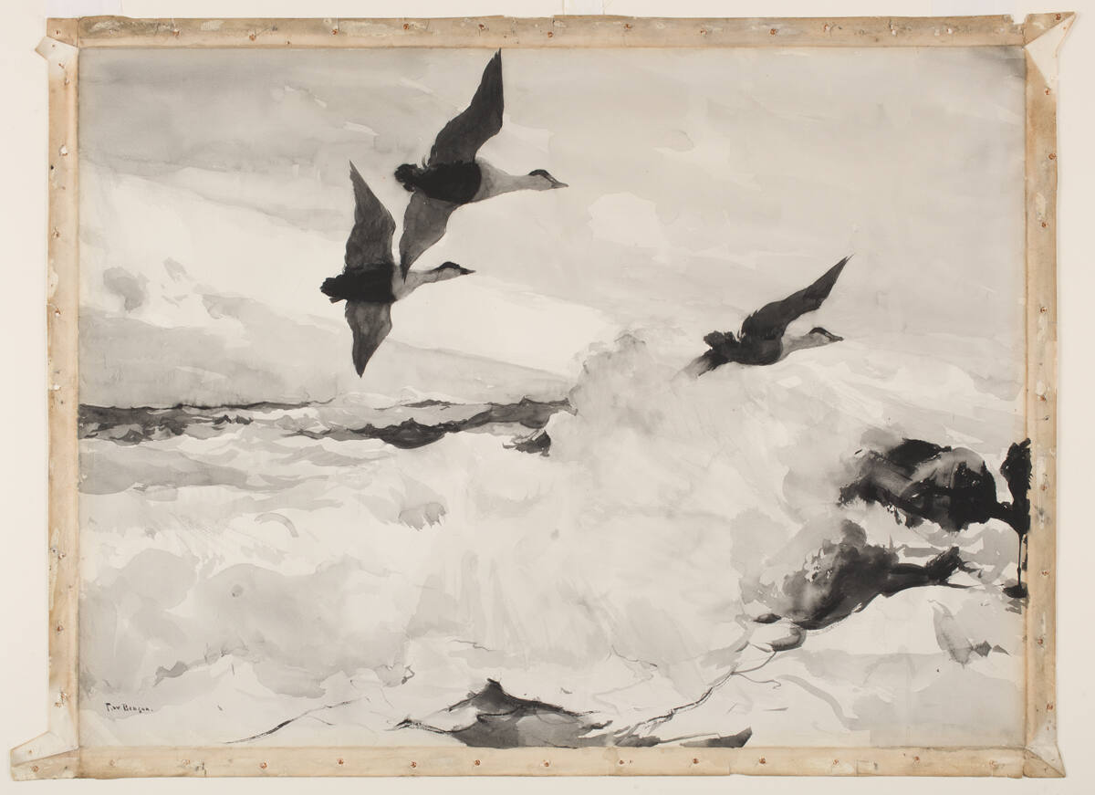 Eider Ducks Flying