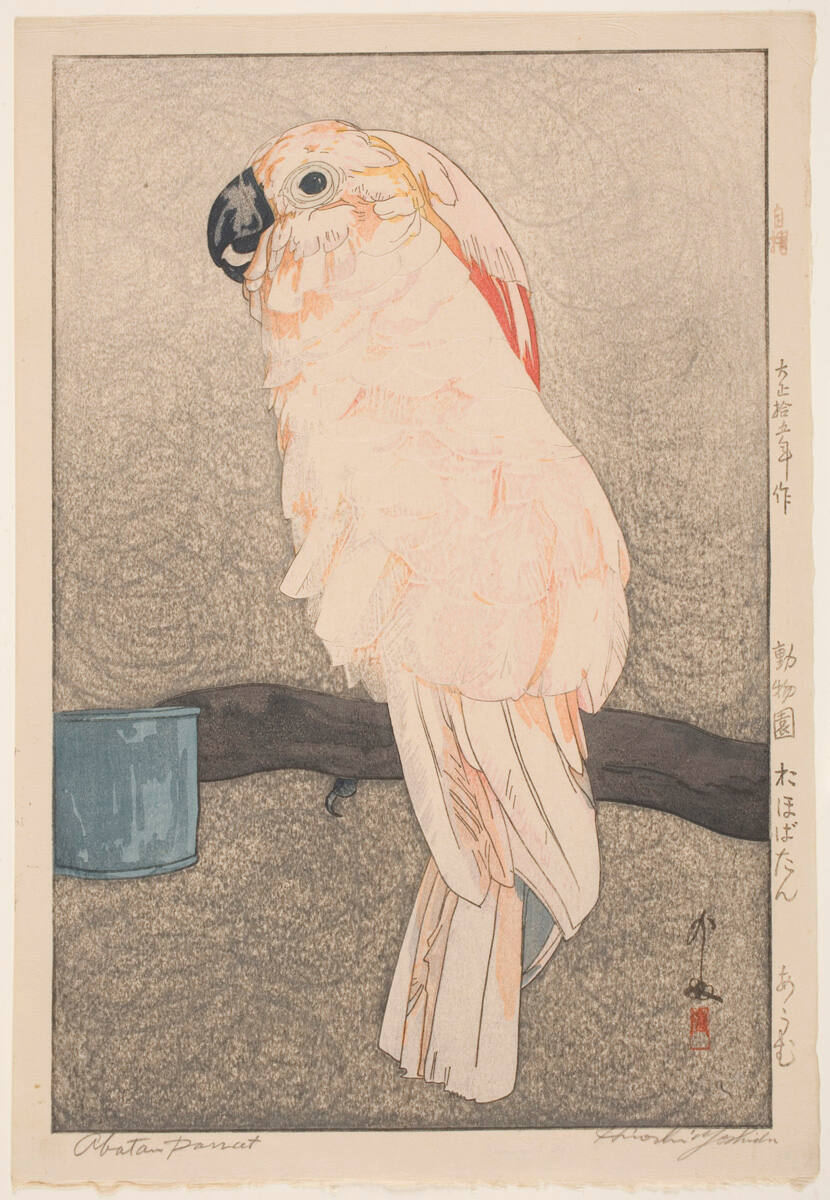 Salmon-Crested Cockatoo (Obatan omu)