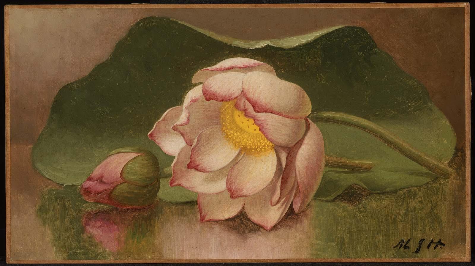 Lotus Blossom