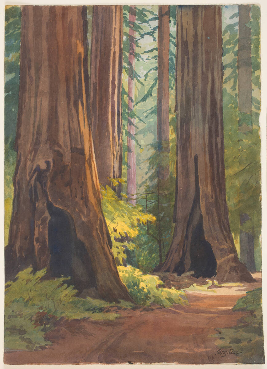 Armstrong Grove, Guernville: Afternoon Sunlight