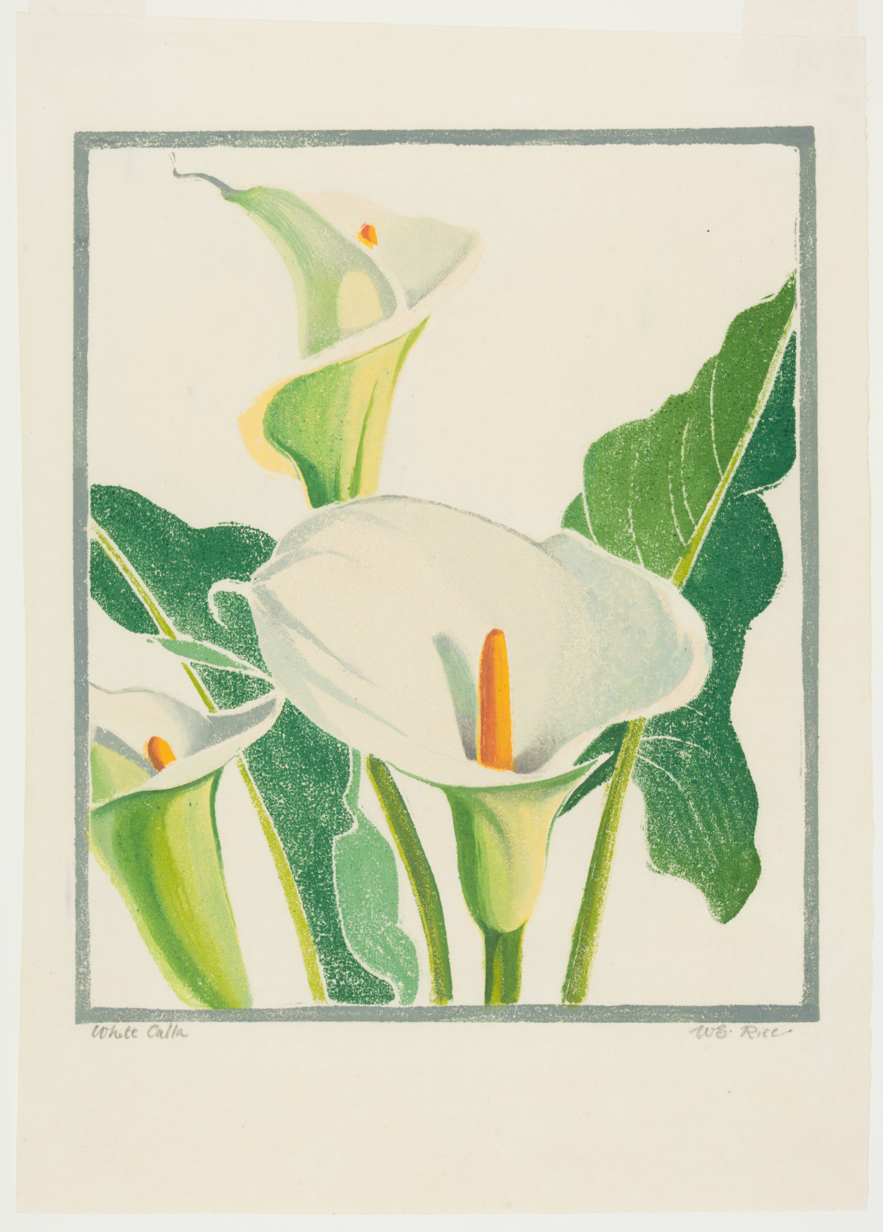 White Calla