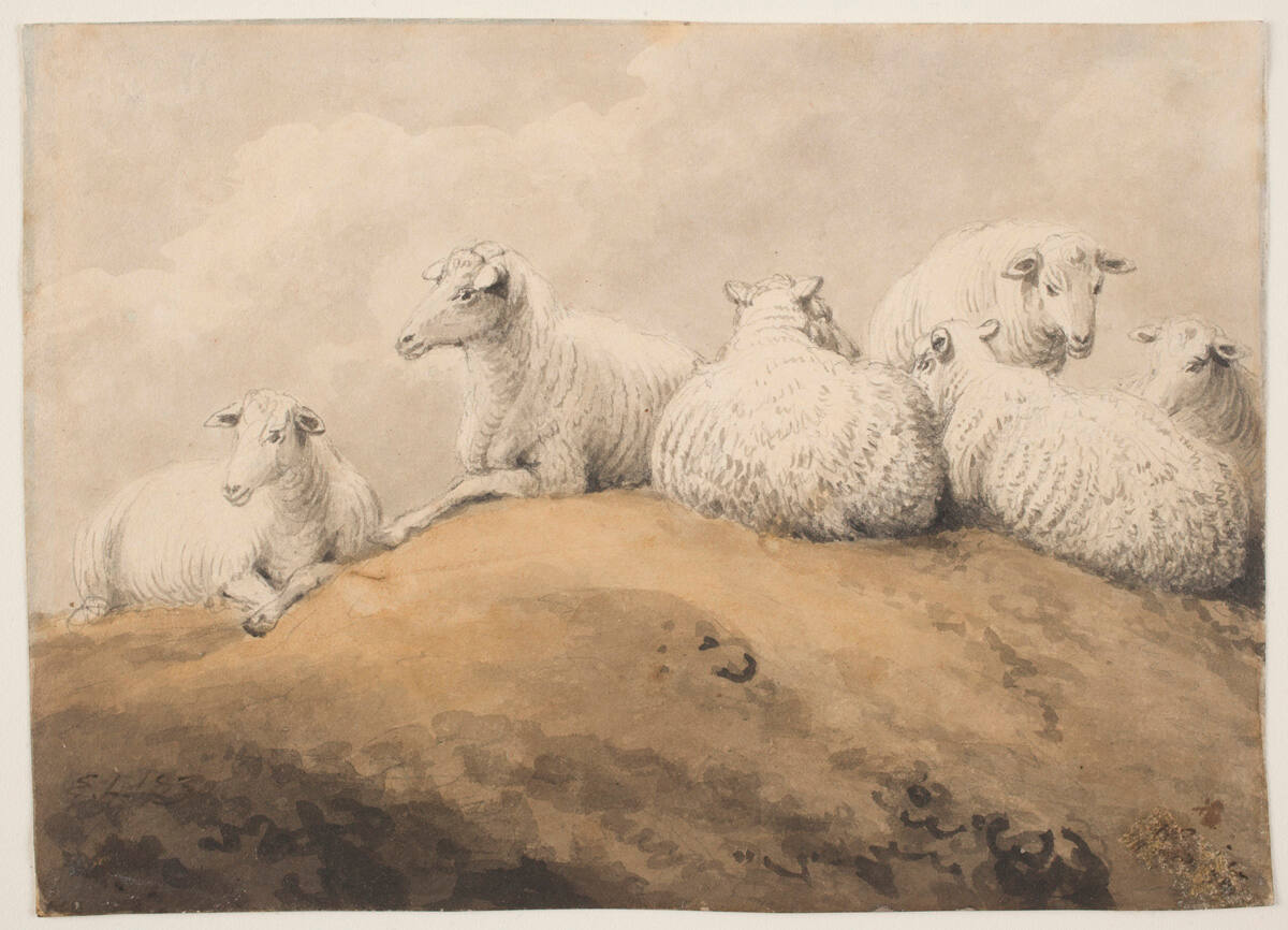 Sheep Resting